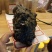 猴结滇藏高海拔地区人工开采天然无加工通货