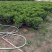 非洲茉莉苗基地大量多种规格低价出售