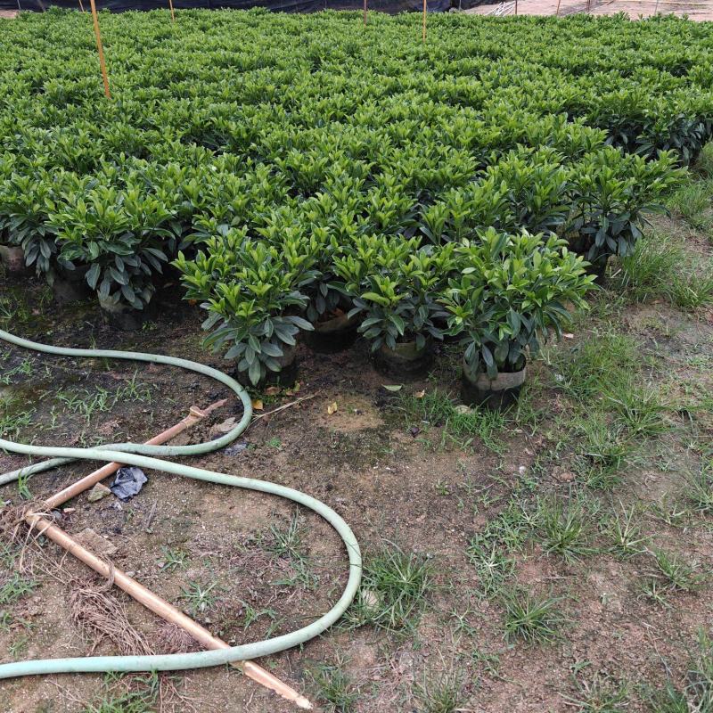 非洲茉莉苗基地大量多种规格低价出售