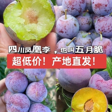 四川五月脆凤凰李子脱骨李子产地直发市场果电商果多多美团仓