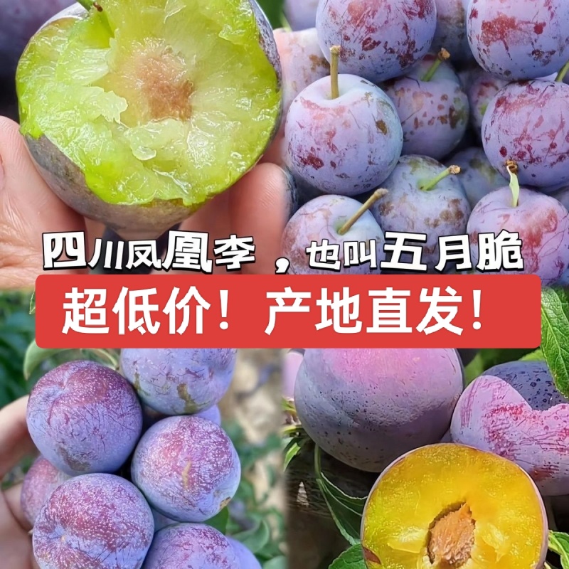 四川五月脆凤凰李子脱骨李子产地直发市场果电商果多多美团仓