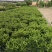 非洲茉莉苗基地大量多种规格低价出售