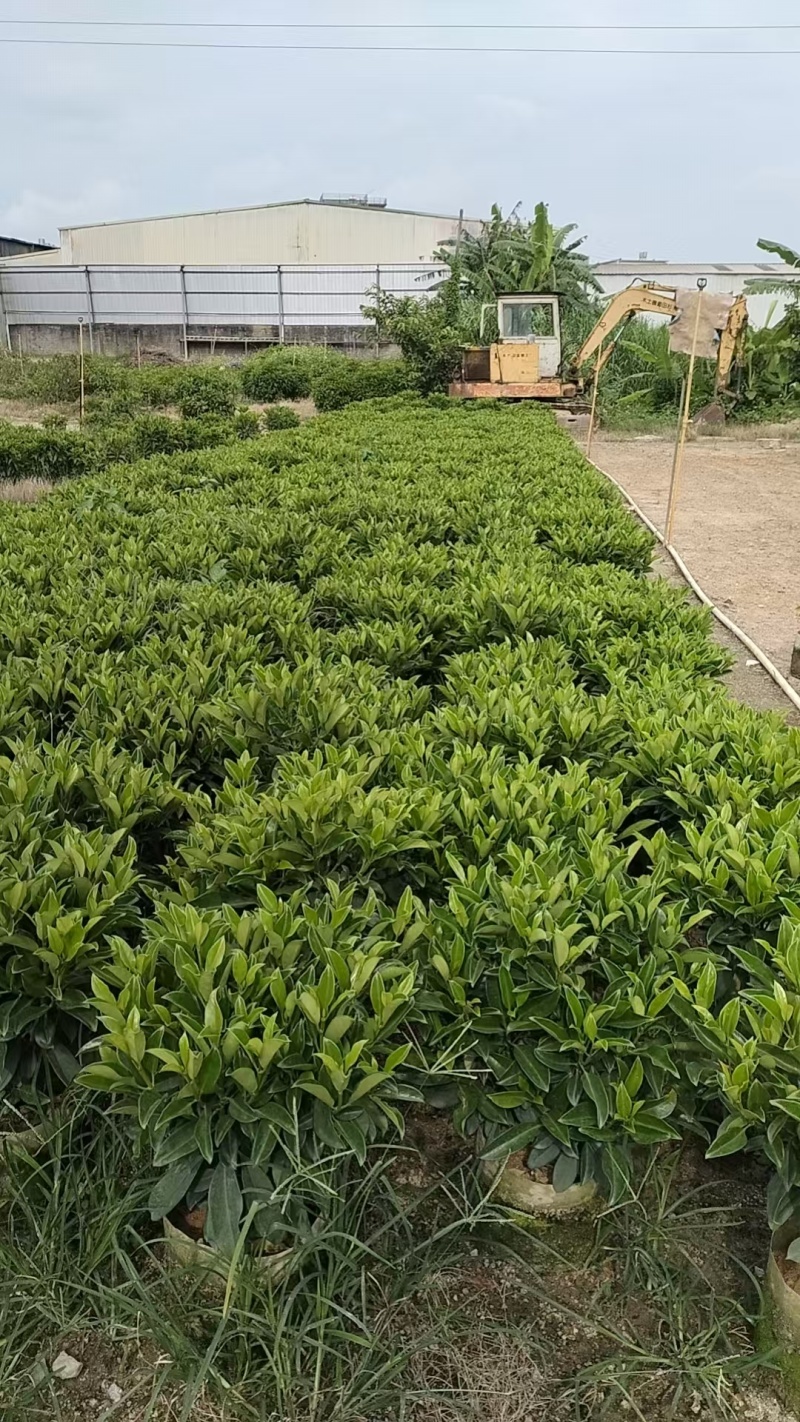 非洲茉莉苗基地大量多种规格低价出售
