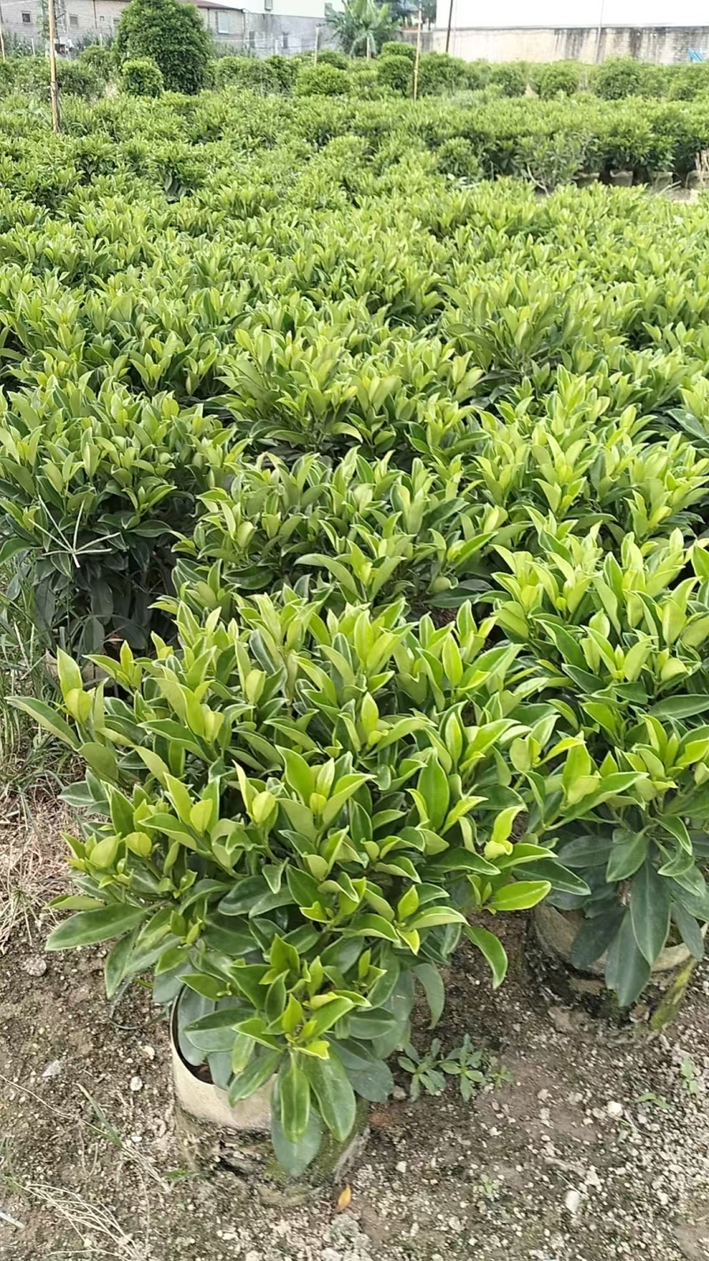 非洲茉莉苗基地大量多种规格低价出售