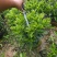 非洲茉莉苗基地大量多种规格低价出售