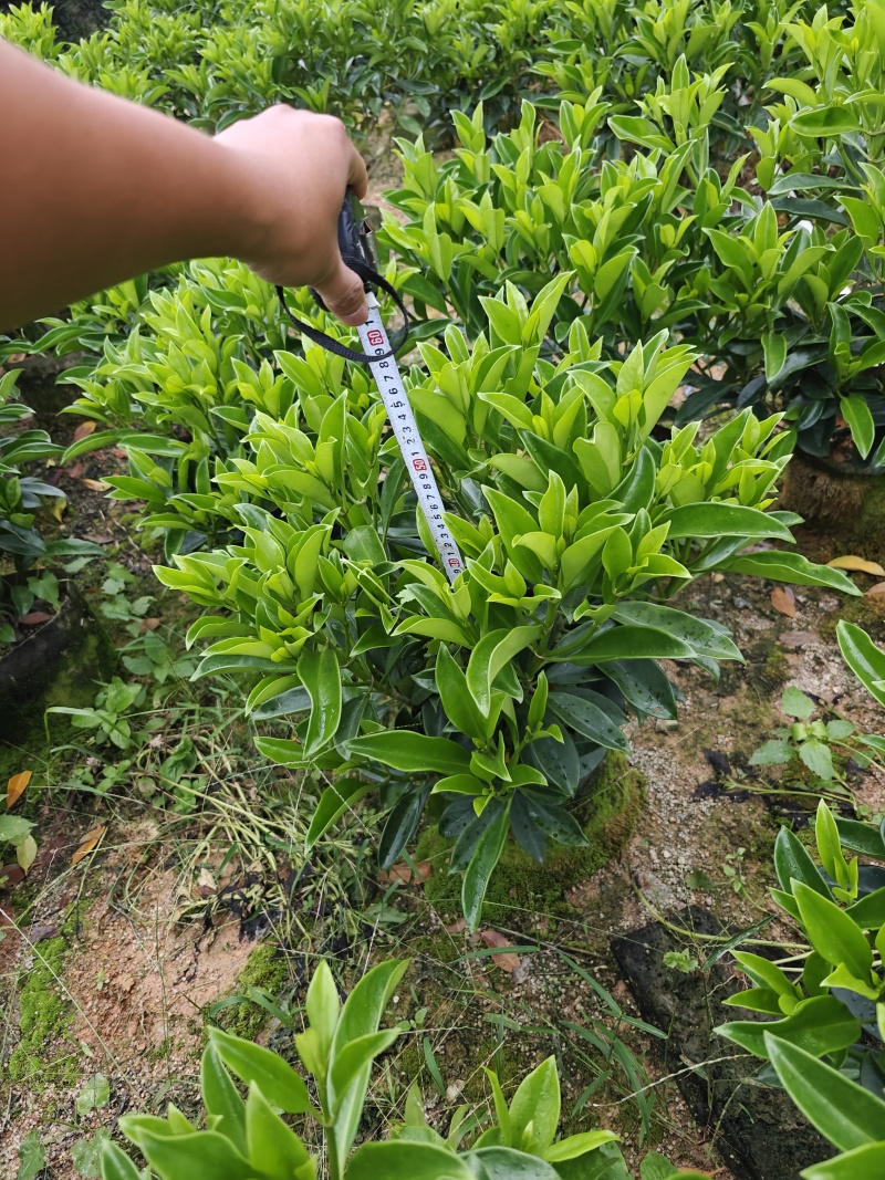 非洲茉莉苗基地大量多种规格低价出售