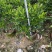 非洲茉莉苗基地大量多种规格低价出售