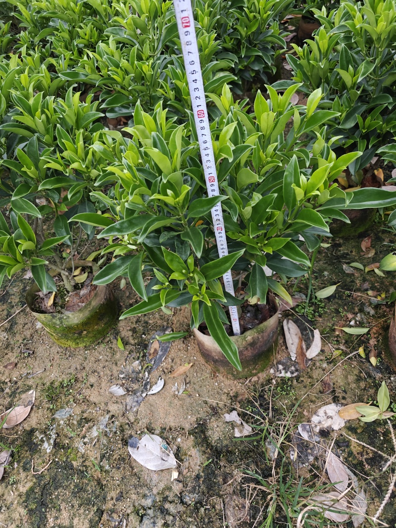 非洲茉莉苗基地大量多种规格低价出售