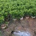 非洲茉莉苗基地大量多种规格低价出售