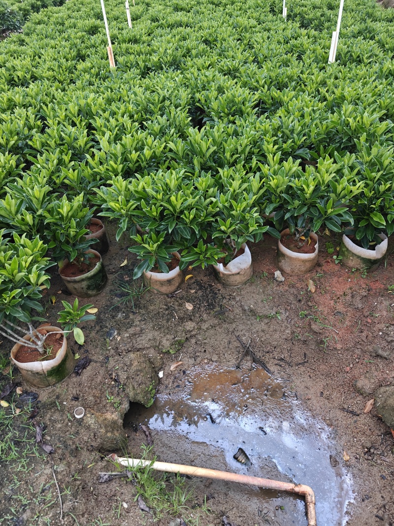 非洲茉莉苗基地大量多种规格低价出售
