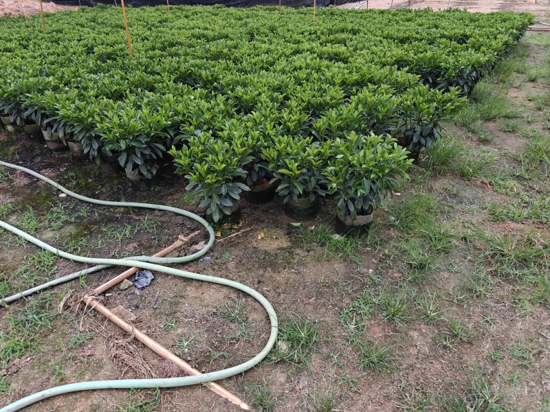 非洲茉莉苗基地大量多种规格低价出售