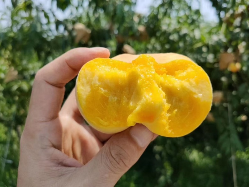 蒙阴黄金毛蟠桃一件代发整车批发