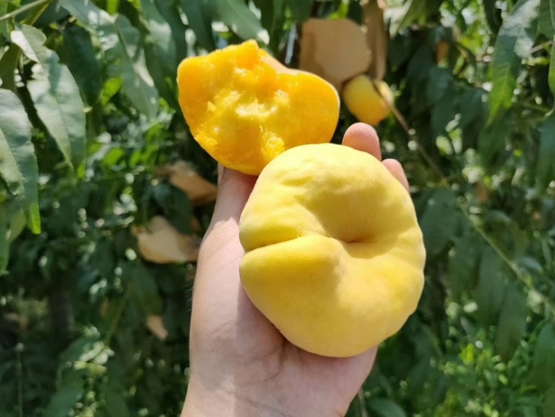 蒙阴黄金毛蟠桃一件代发整车批发