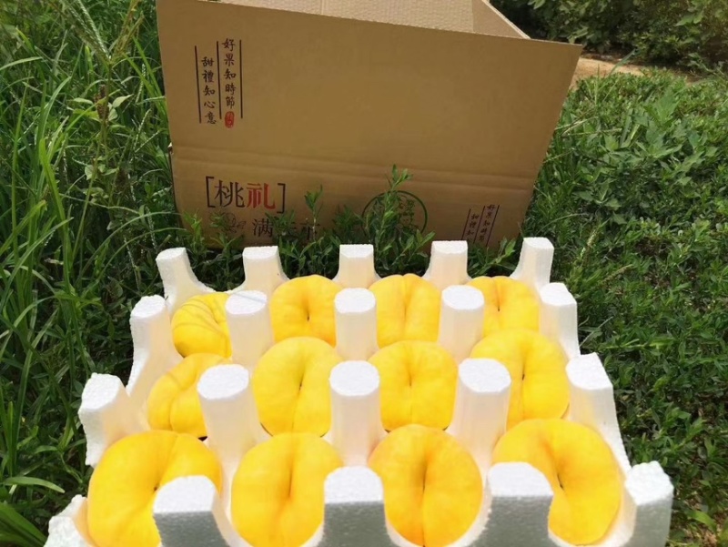 蒙阴黄金毛蟠桃一件代发整车批发