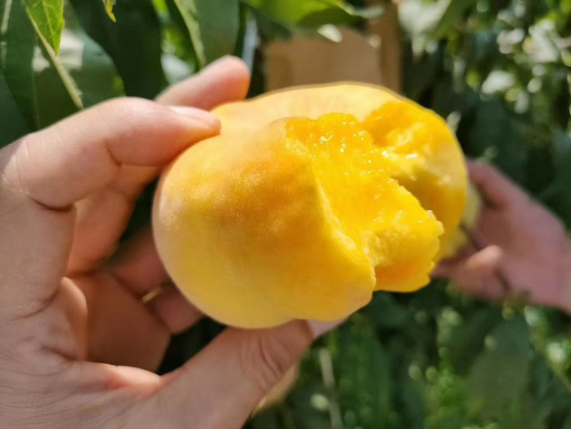 蒙阴黄金毛蟠桃一件代发整车批发