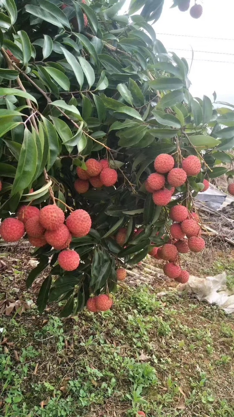 广西北流原产地荔枝预售，代购。欢迎收购商前来
