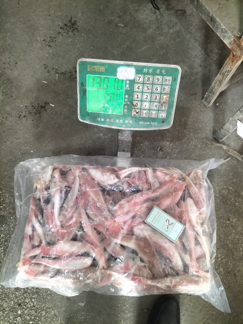 精品红娘鱼