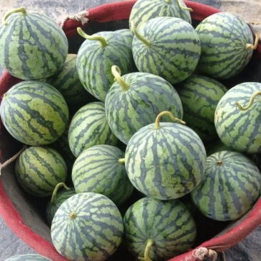 无籽，头茬美都
