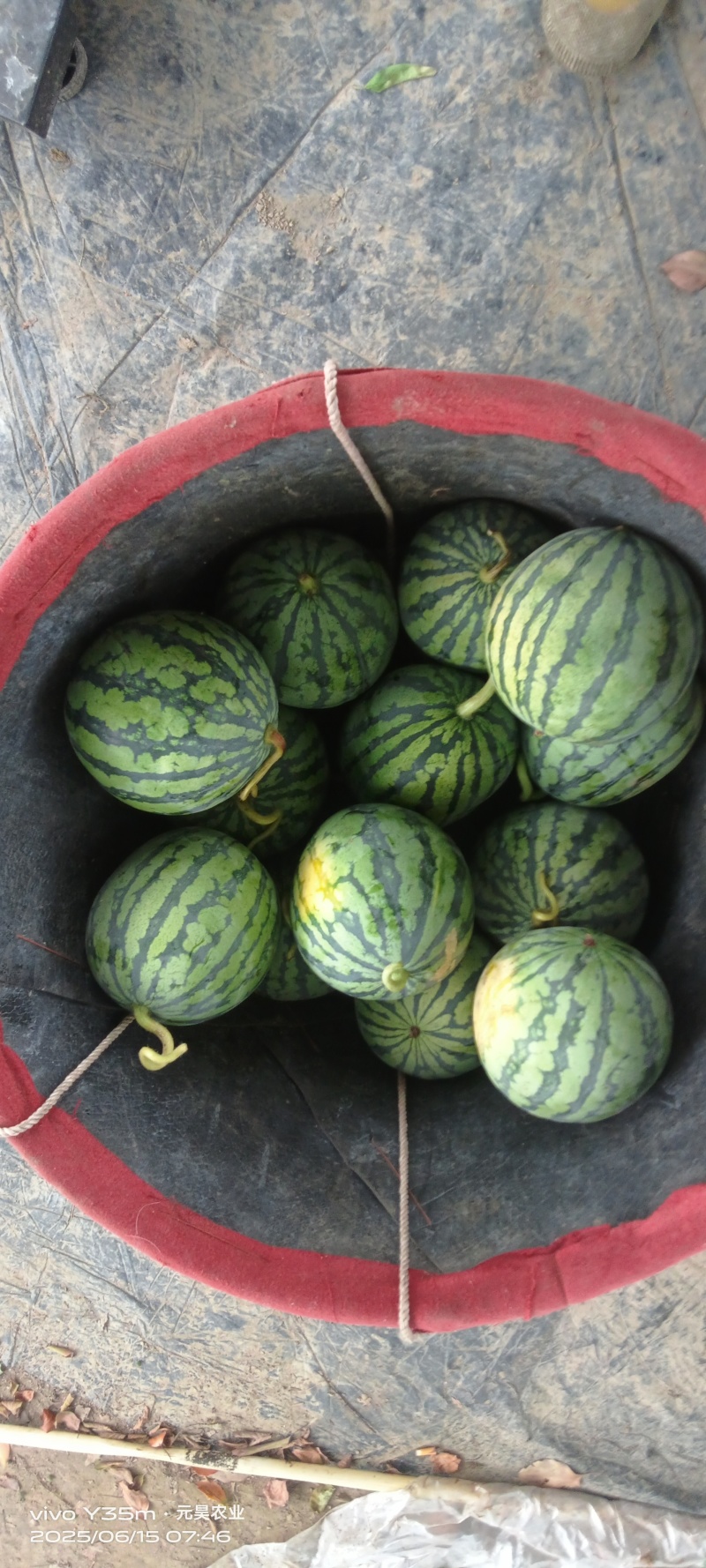 无籽，头茬美都