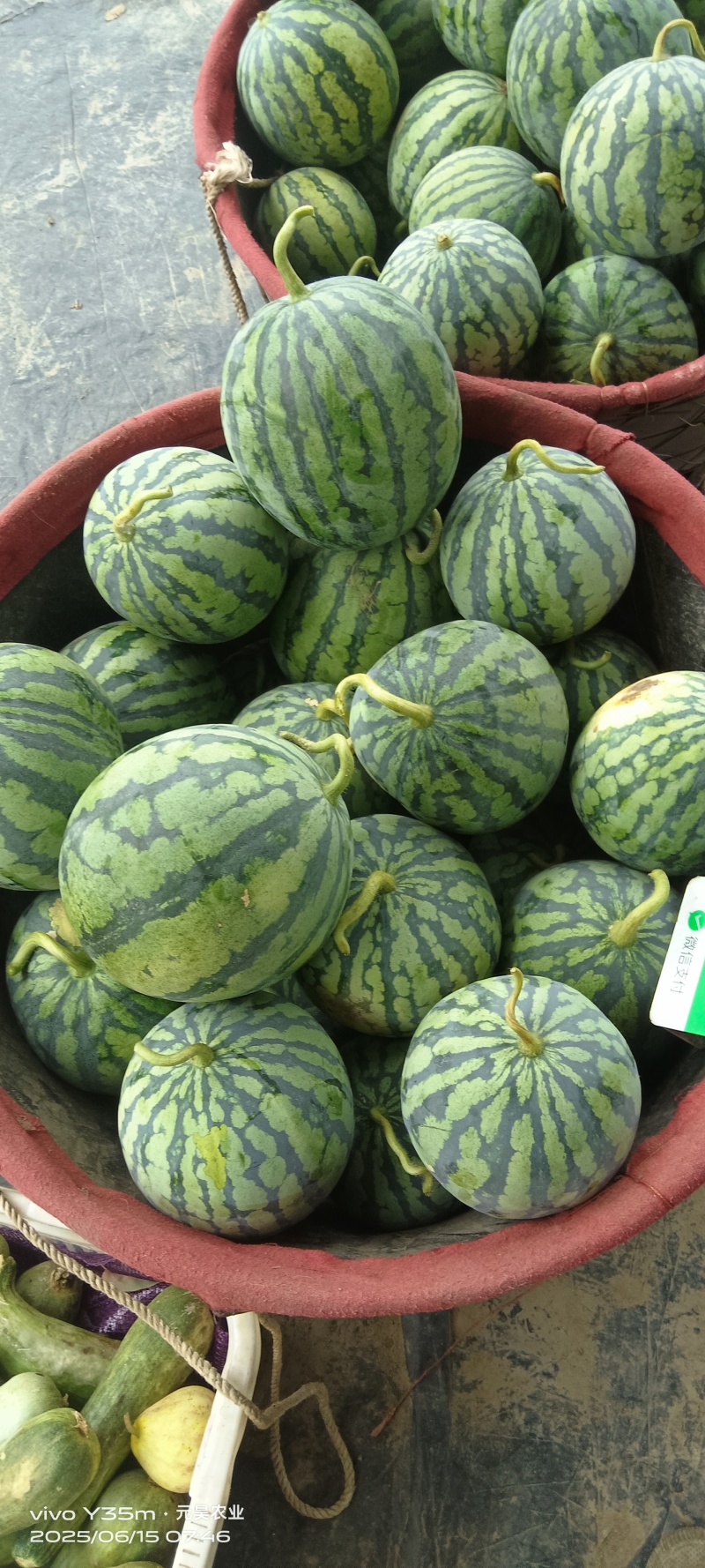 无籽，头茬美都