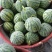 无籽，头茬美都