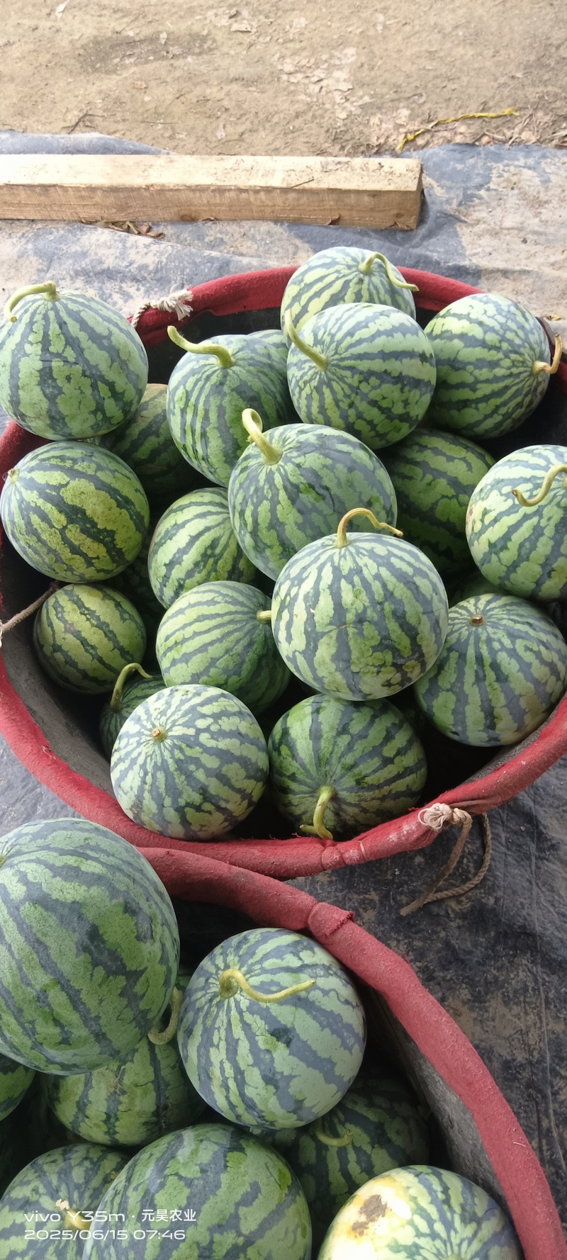 无籽，头茬美都