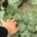 无籽，头茬美都