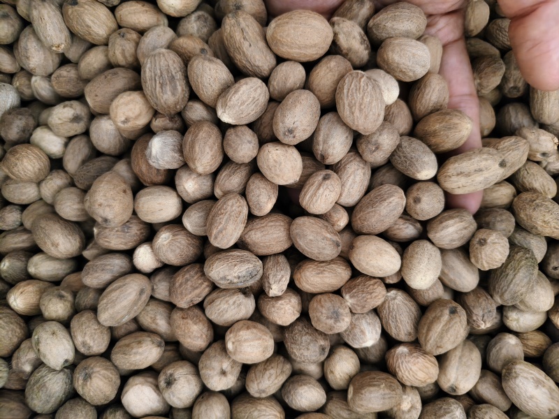 正宗肉豆蔻各种规格肉豆蔻齐全量大优惠