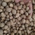 正宗肉豆蔻各种规格肉豆蔻齐全量大优惠