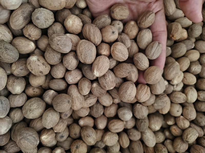 正宗肉豆蔻各种规格肉豆蔻齐全量大优惠