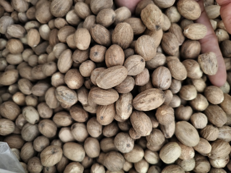 正宗肉豆蔻各种规格肉豆蔻齐全量大优惠