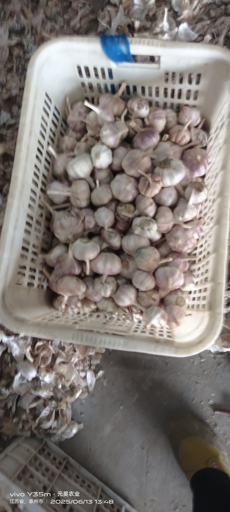 紫皮大蒜