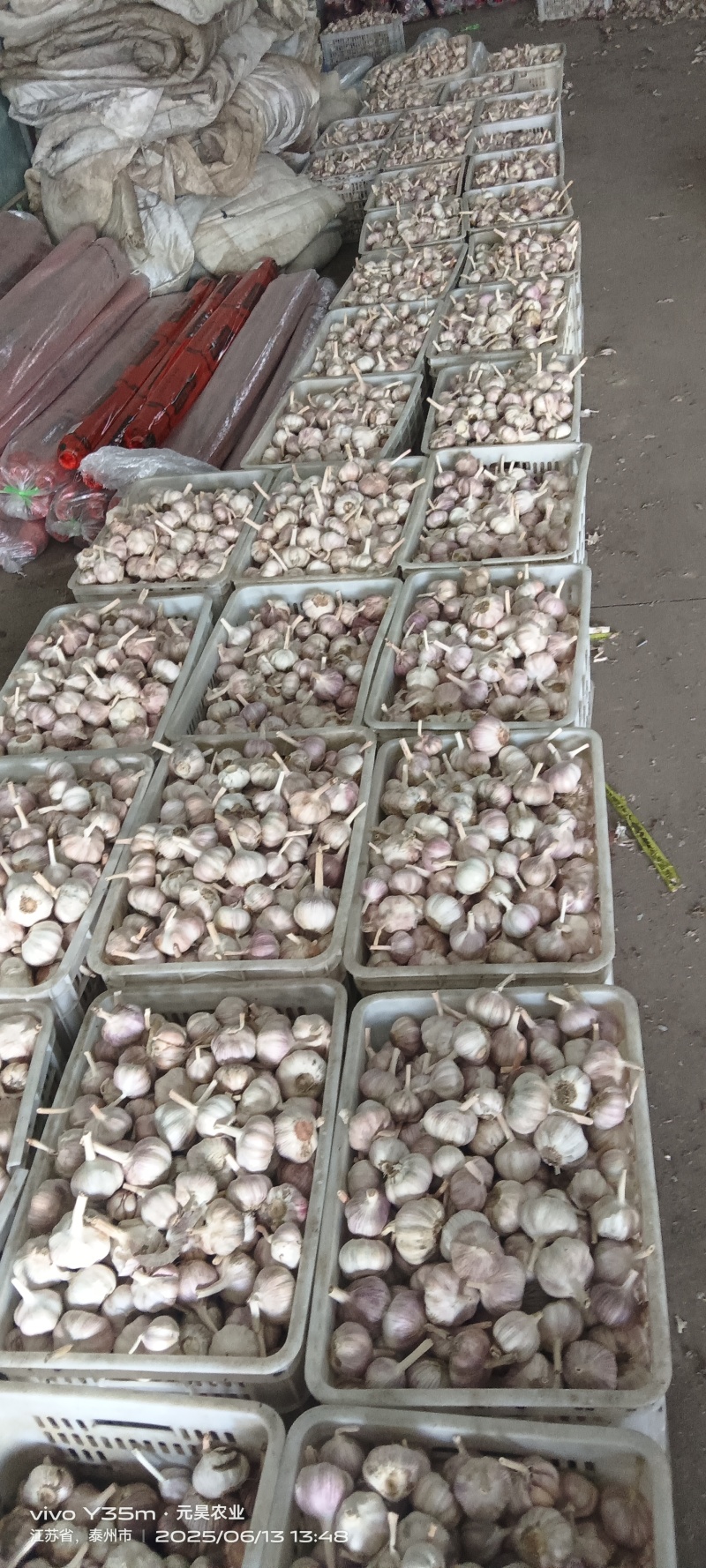 紫皮大蒜