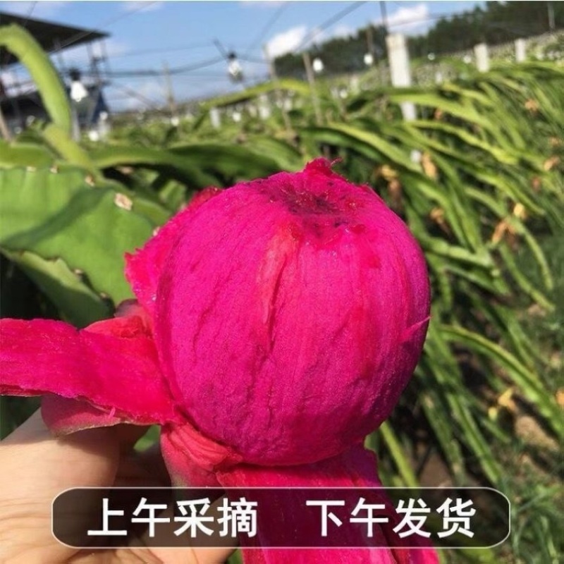 精品火龙果大量上市品质保证量大从优一手货源