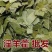 中药材新货东北淫羊藿四川淫阳藿各种规格