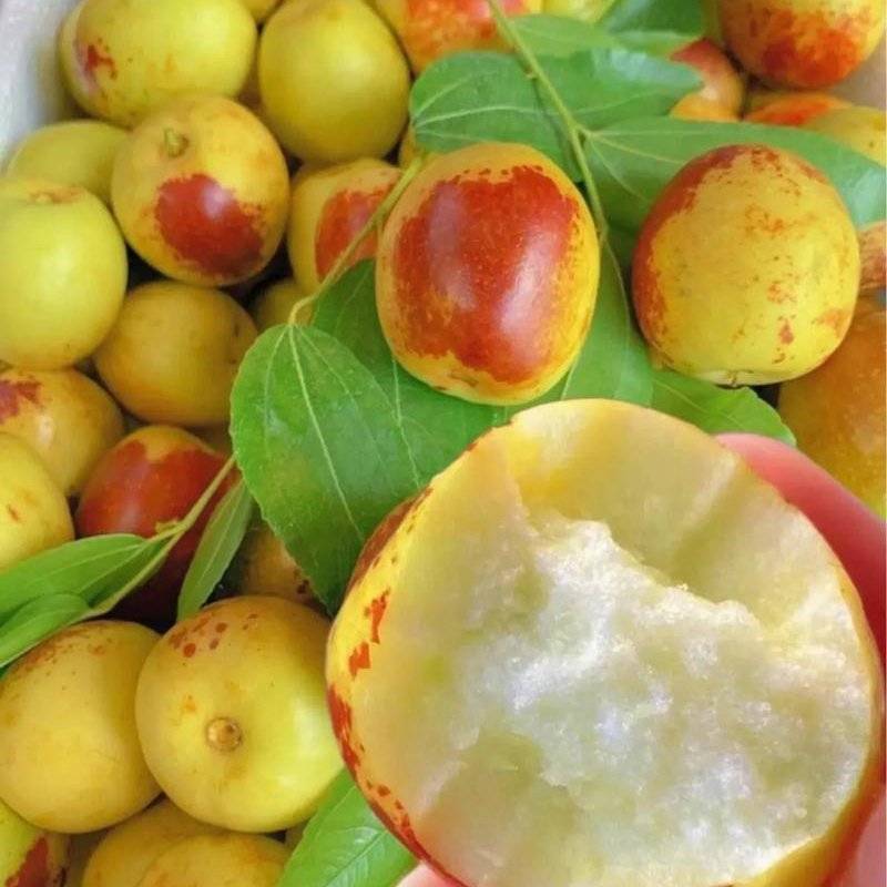 冬枣