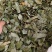 中药材新货东北淫羊藿四川淫阳藿各种规格