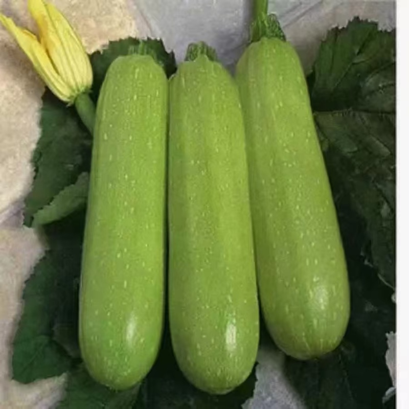 西葫芦