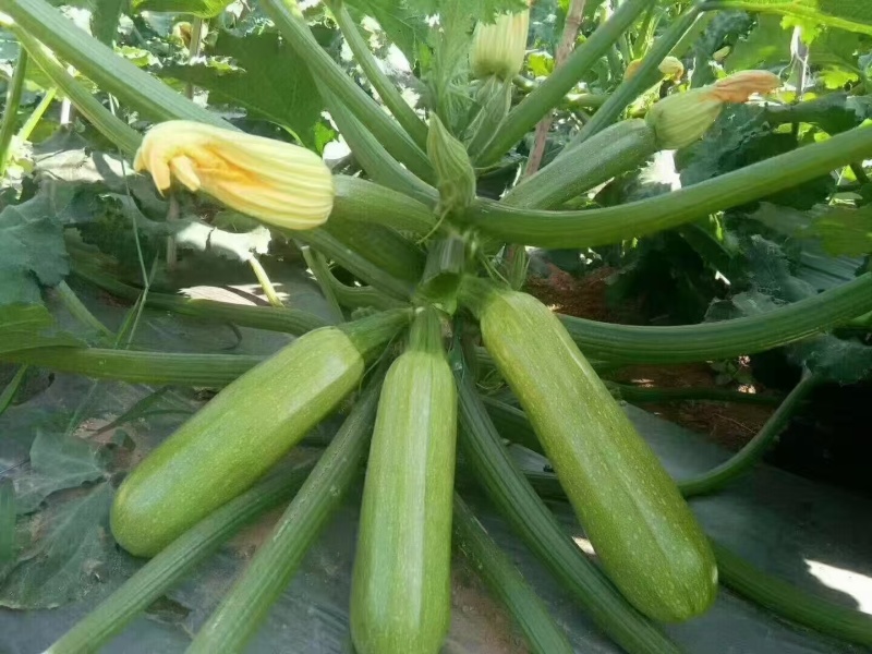 西葫芦