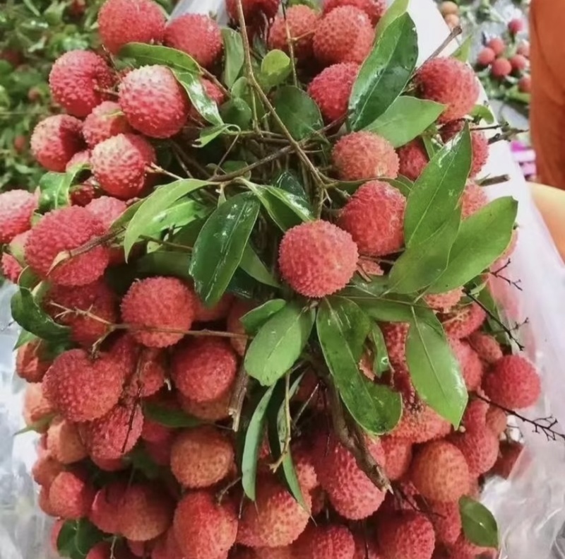 桂味荔枝代发，批发代收