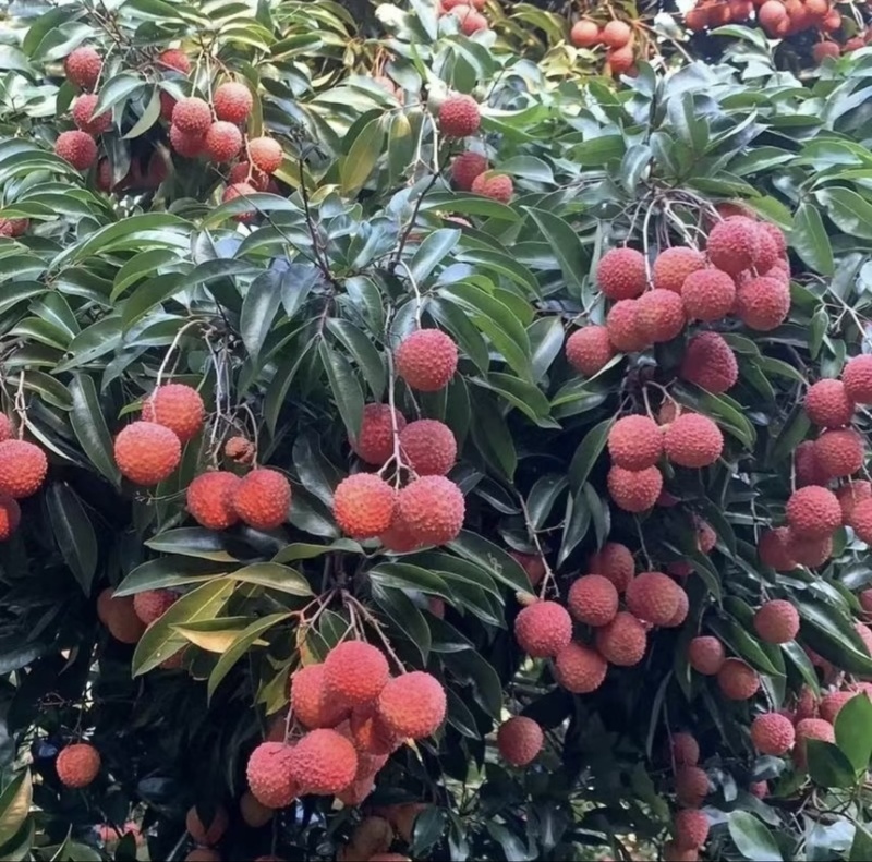 桂味荔枝代发，批发代收