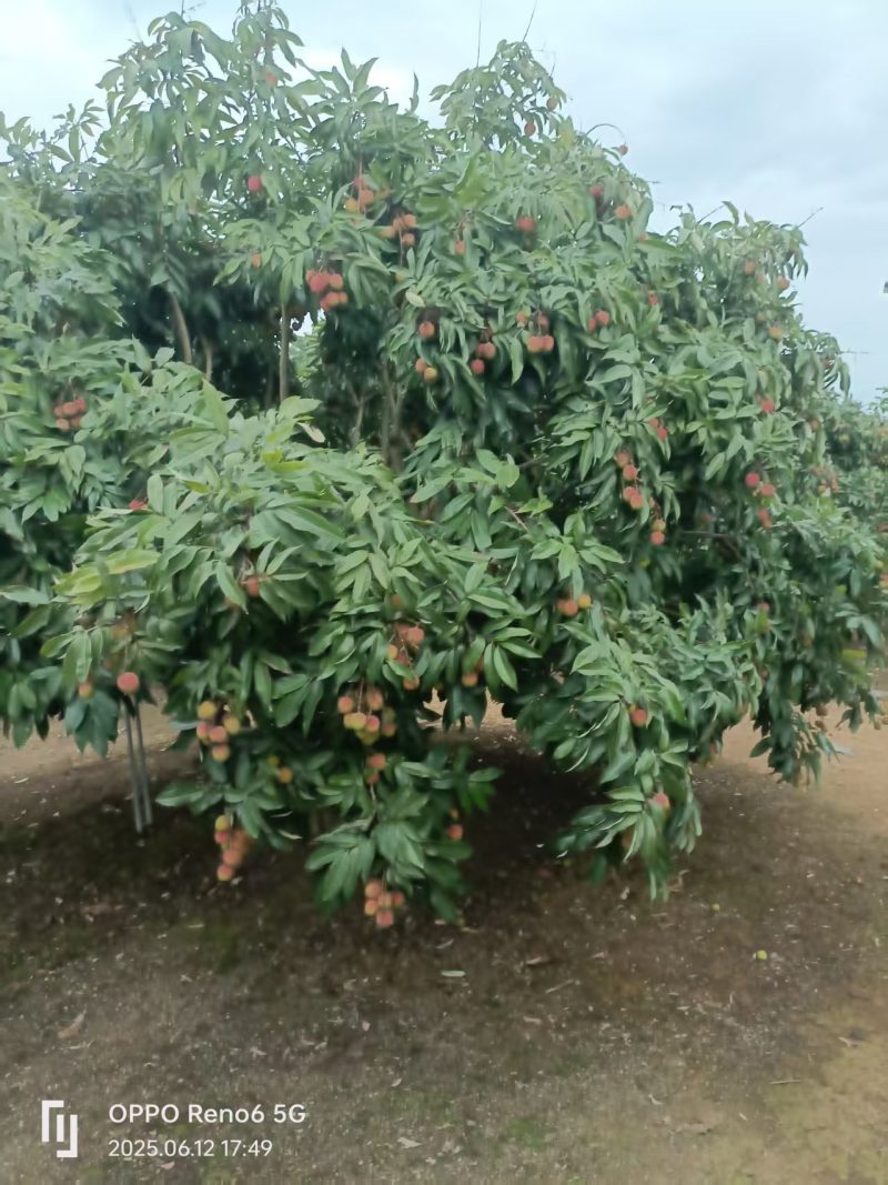 浦北荔枝黑叶桂味妃子笑产地直发品质齐全代发全国
