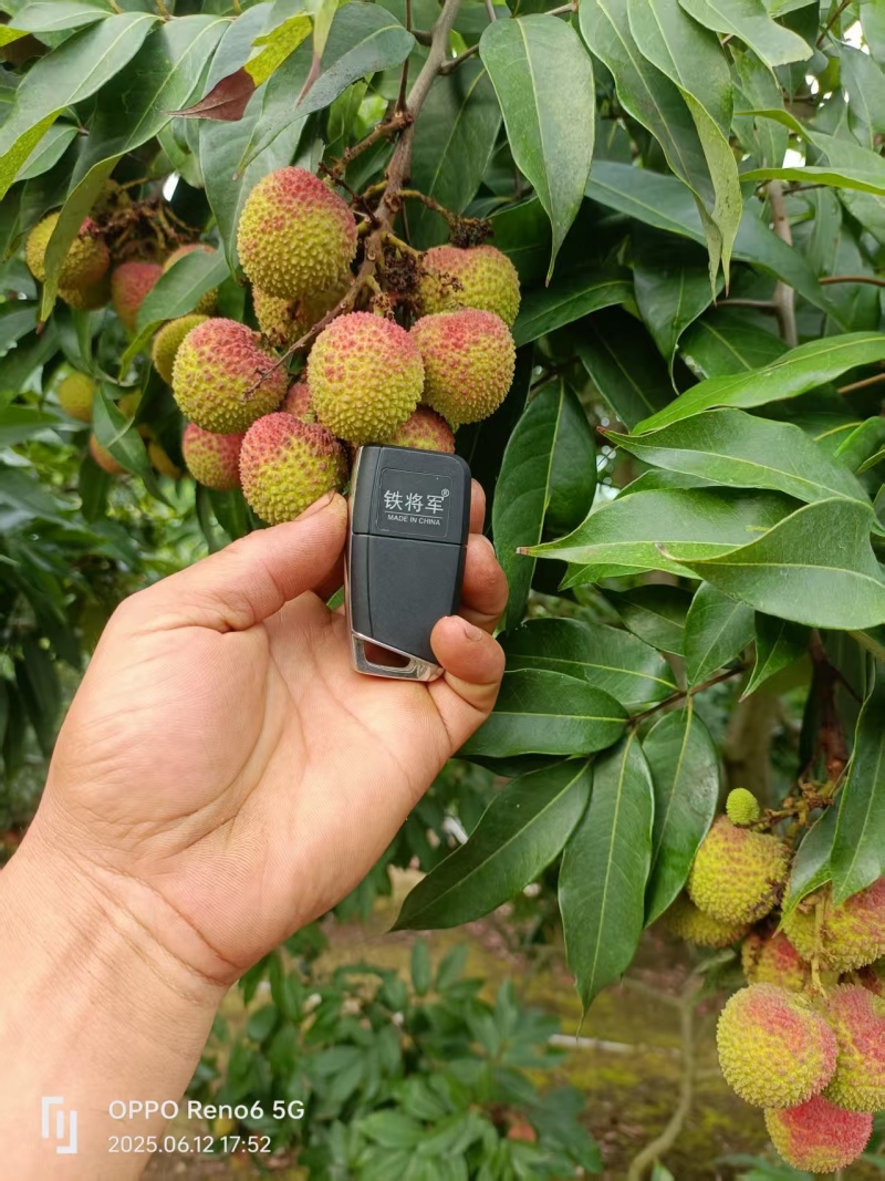 浦北荔枝黑叶桂味妃子笑产地直发品质齐全代发全国