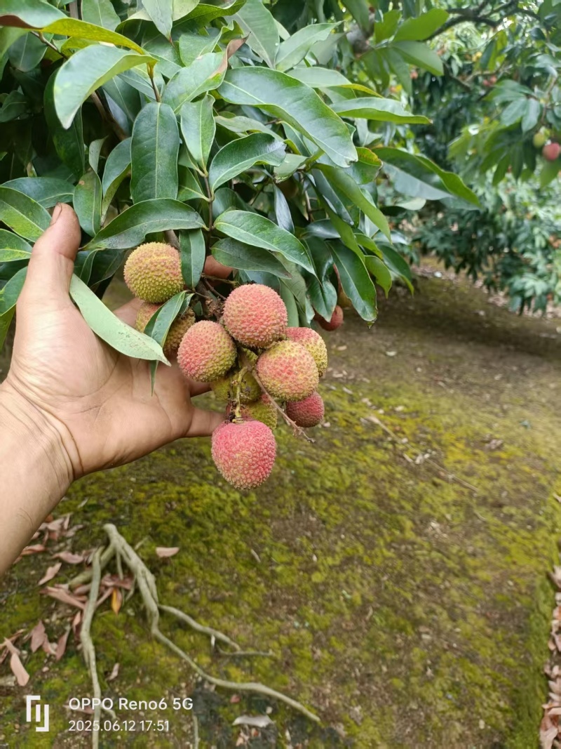 浦北荔枝黑叶桂味妃子笑产地直发品质齐全代发全国