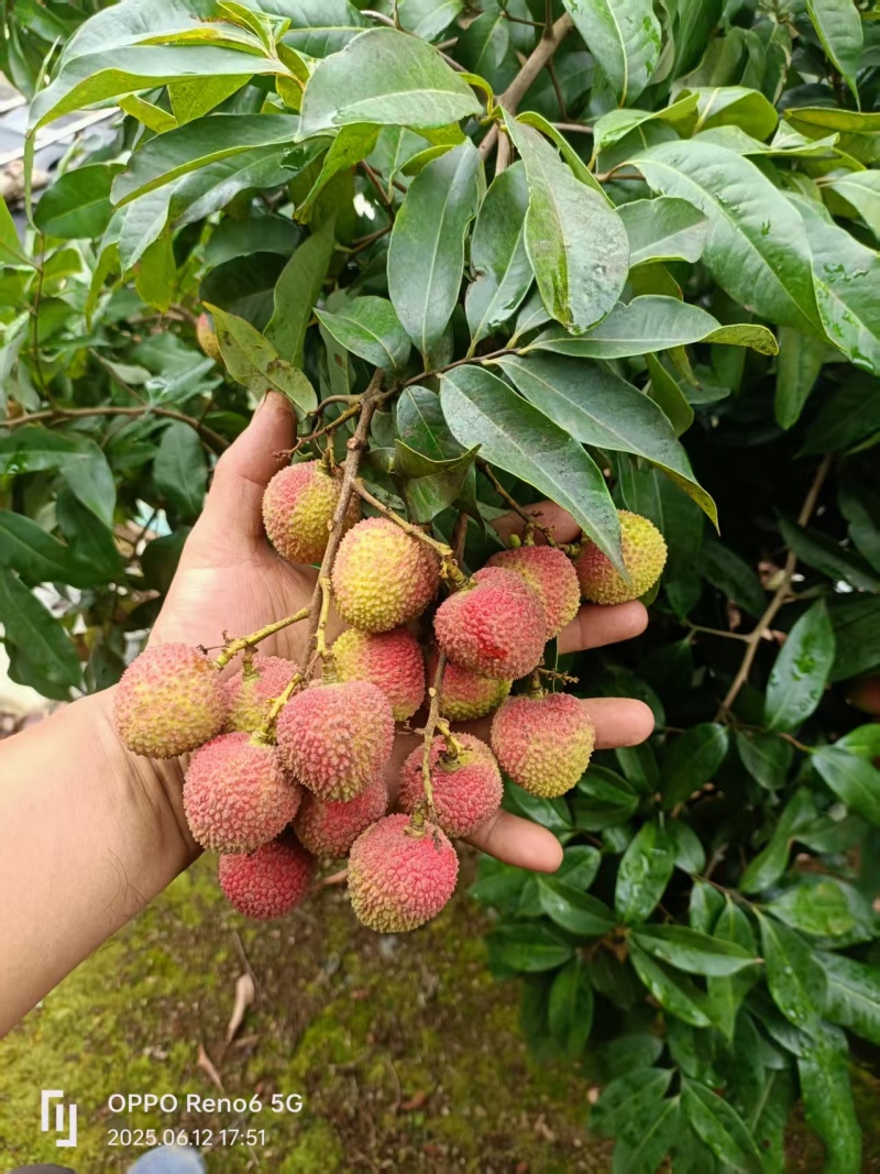 浦北荔枝黑叶桂味妃子笑产地直发品质齐全代发全国