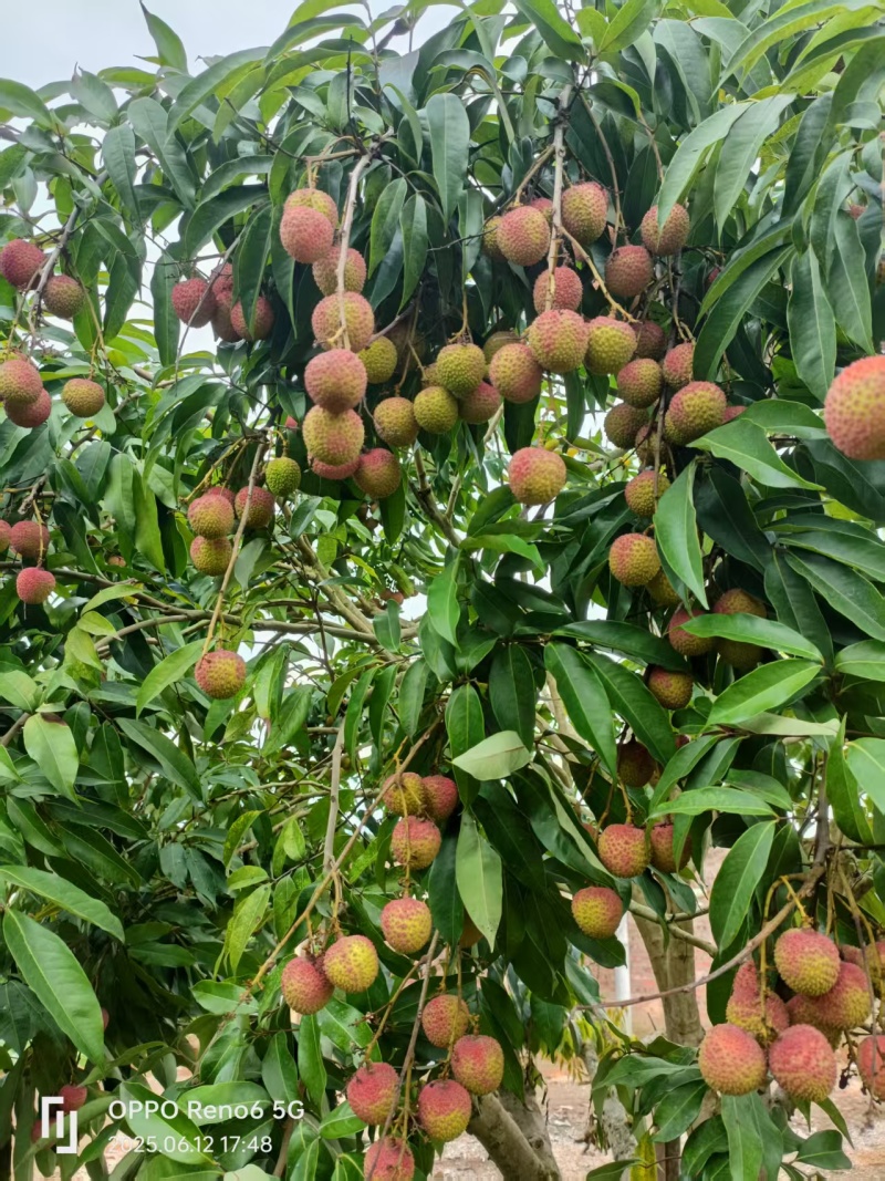 浦北荔枝黑叶桂味妃子笑产地直发品质齐全代发全国