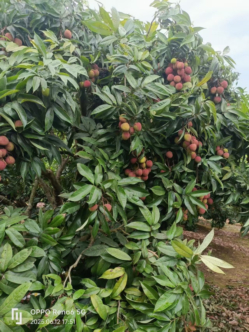 浦北荔枝黑叶桂味妃子笑产地直发品质齐全代发全国