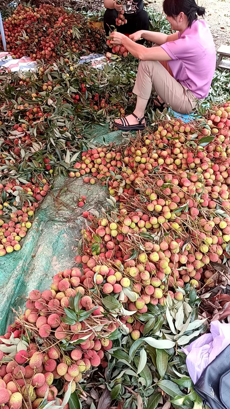 浦北荔枝黑叶桂味妃子笑产地直发品质齐全代发全国