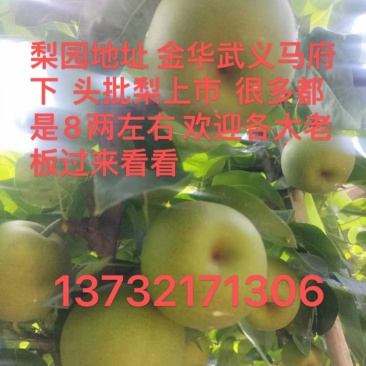 2025年翠冠梨苹果梨518开始上市