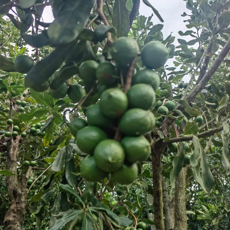 云南西双版纳夏威夷果澳洲坚果种植基地工厂量大